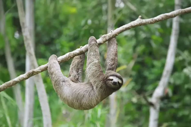 Sloth