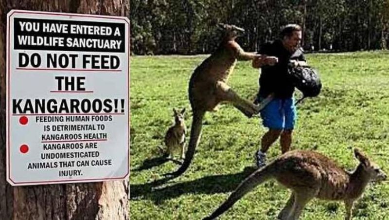 Kangaroo
