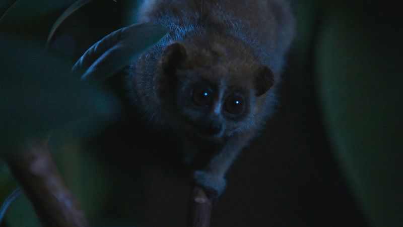 Nocturnal Behavior