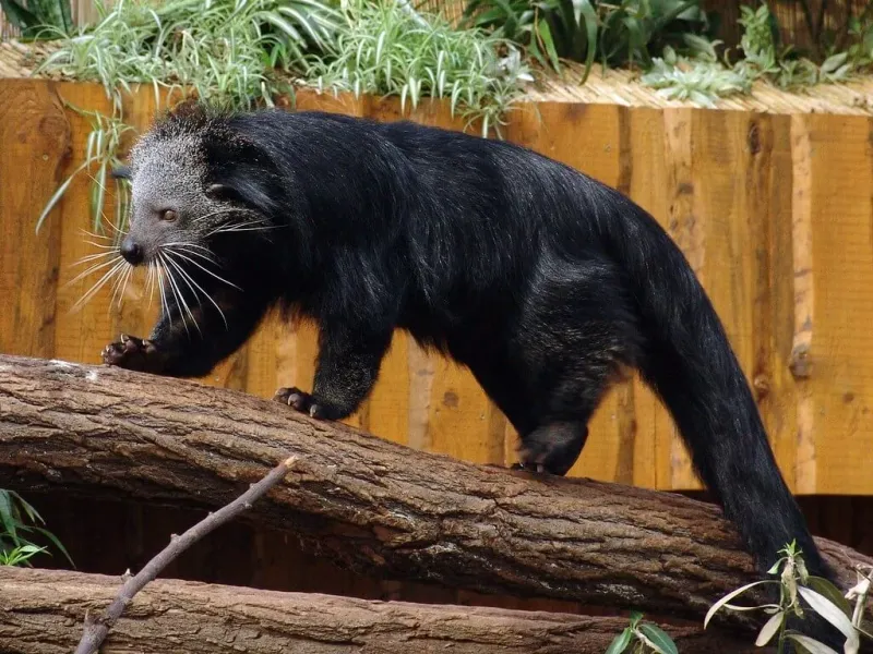 Sensitive to Habitat Loss