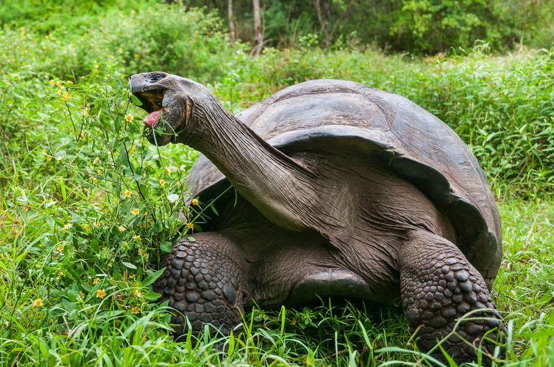 Herbivorous Diet