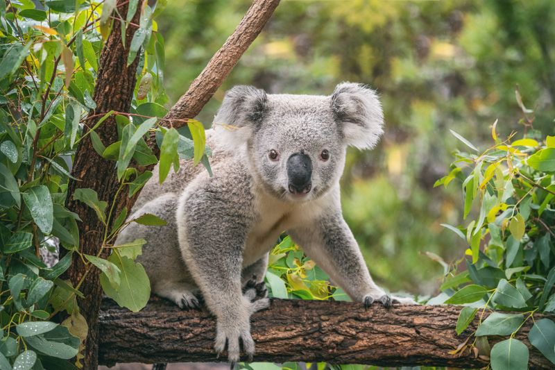 Gentle Koalas