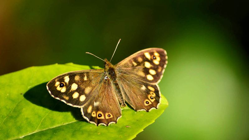 Speckled Wood Butterfly