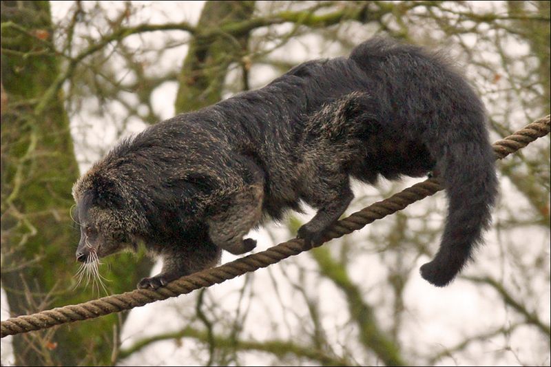 Prehensile Tail