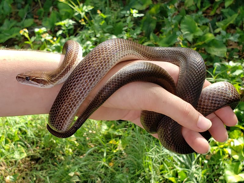 African House Snake