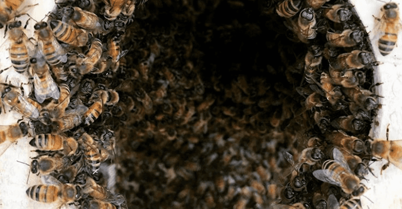 Bees