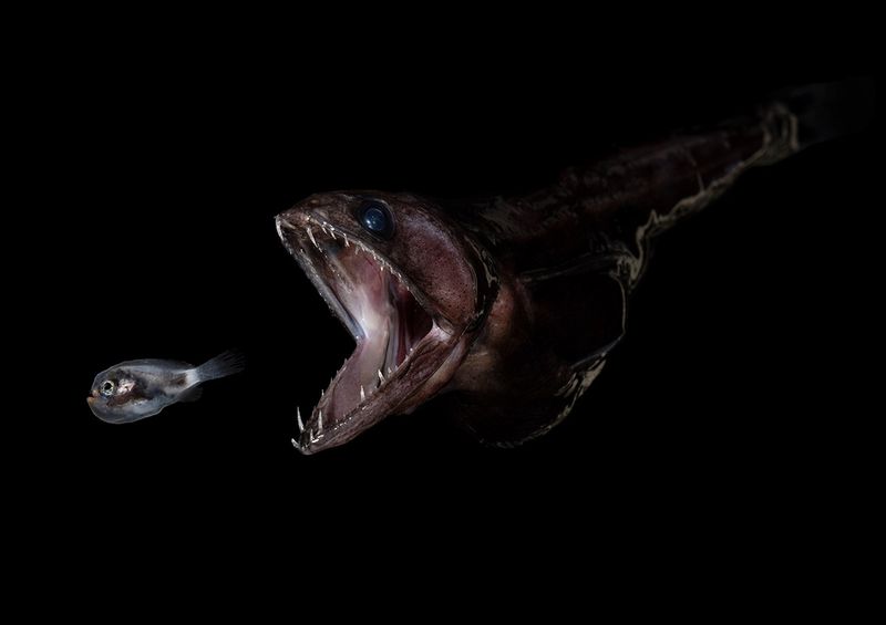 Black Swallower