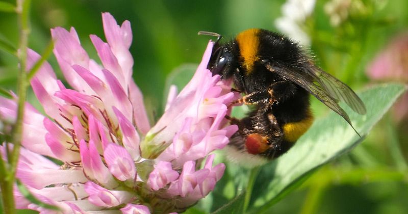 Bee