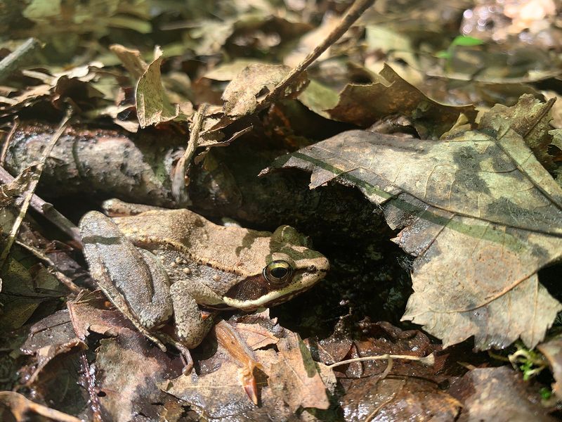 Frog