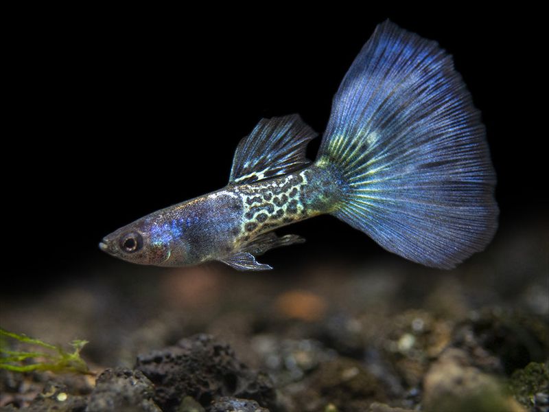 Snakeskin Guppy