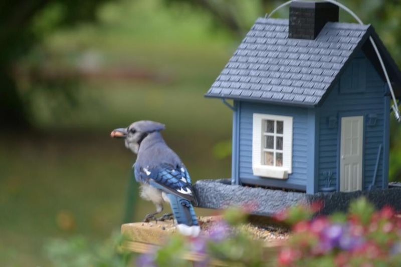 Blue Jay