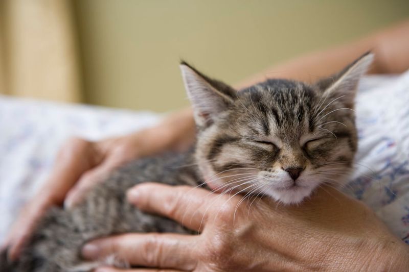 Cat's Purring Therapeutic Effects