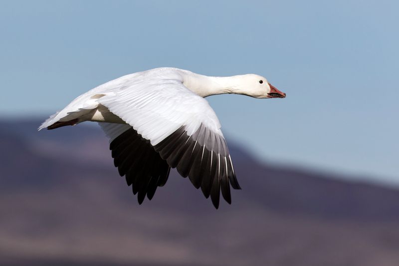 Snow Goose