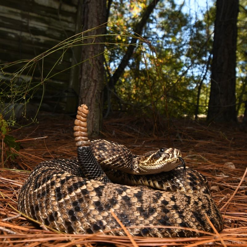 Eastern Diamondback Rattlesnake