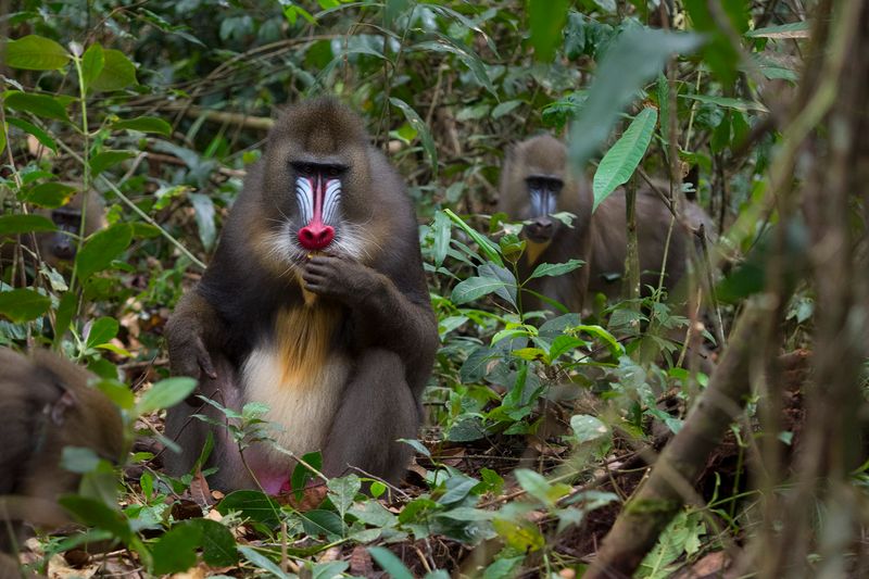 Mandrill