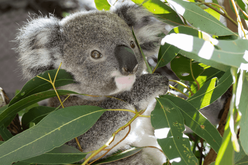 Koala