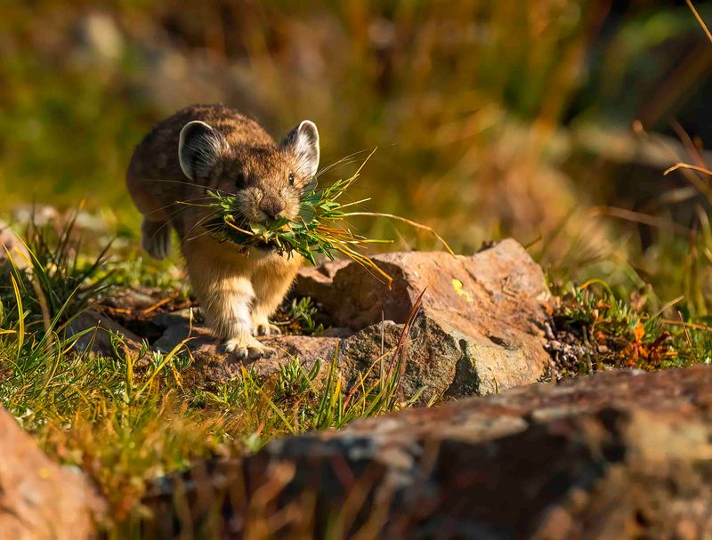 Pika