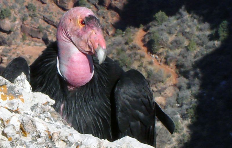California Condor