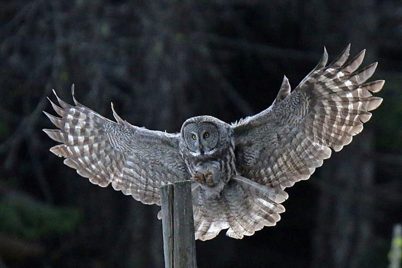 Great Gray Owl (Strix nebulosa)