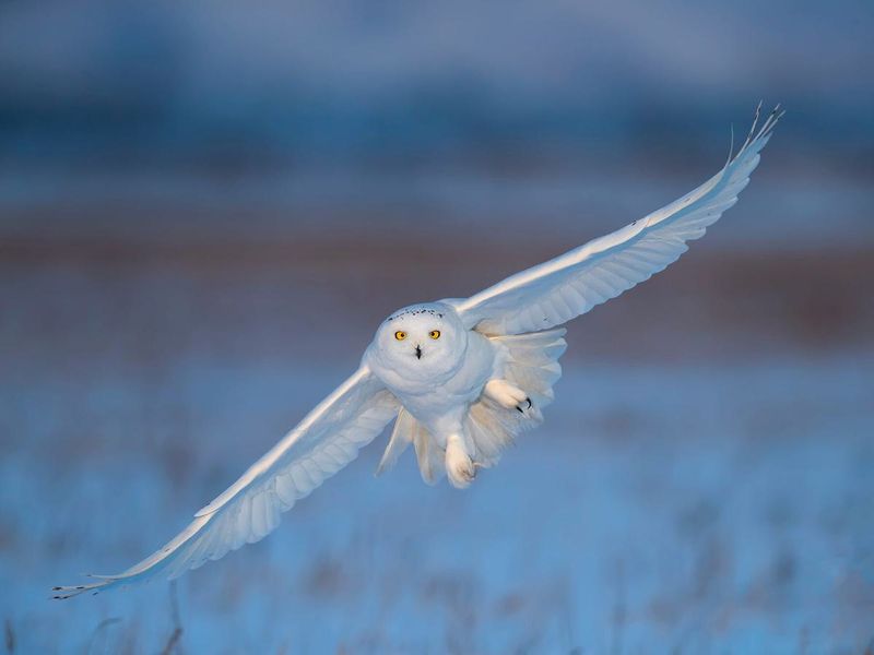 Snowy Owl