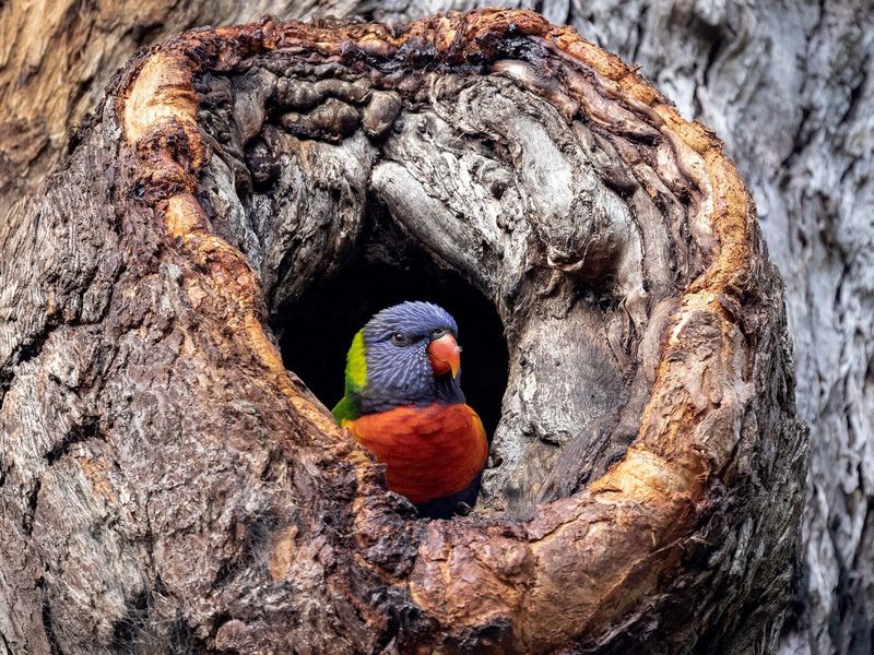 Nesting Habits
