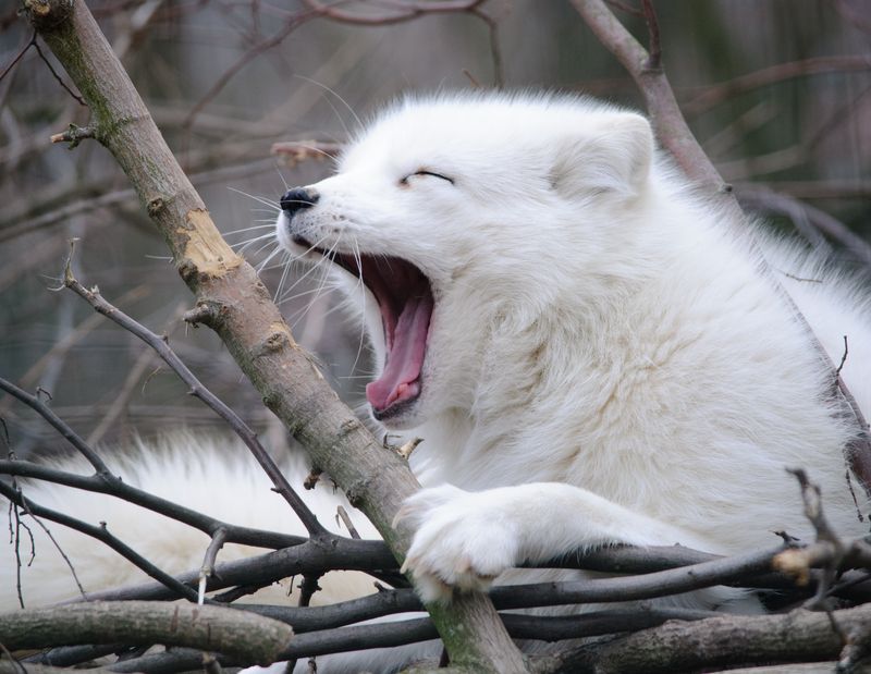 Warm Dens