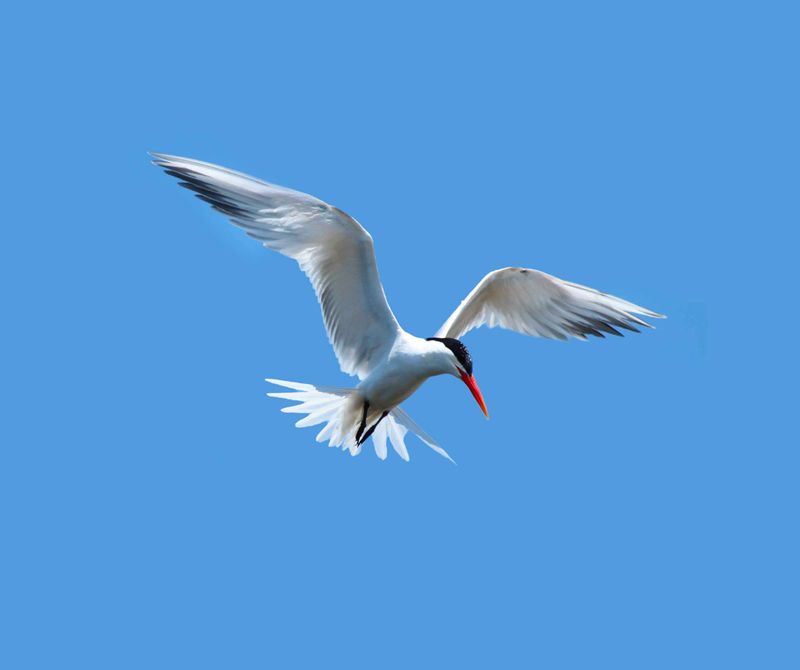 Plumage Transformation