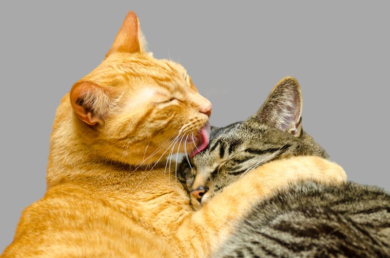 Social Bonding and Grooming