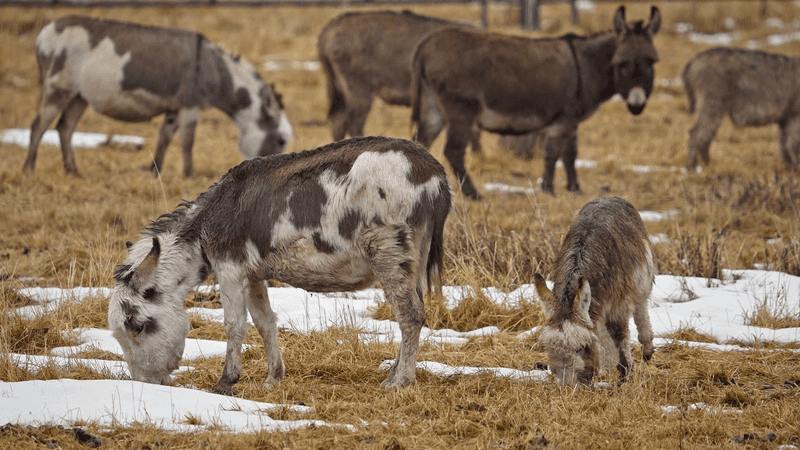 Adaptable Grazers