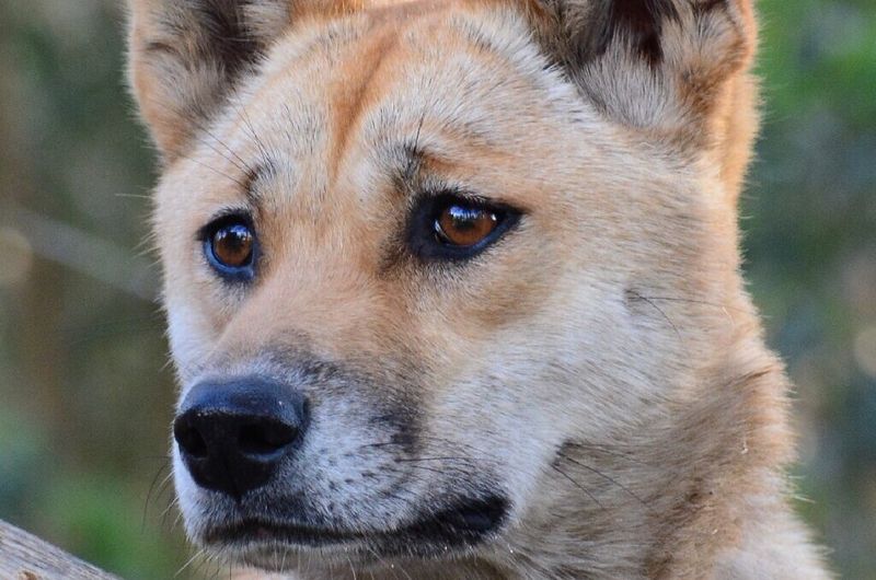 Dingo's Genetic Secrets