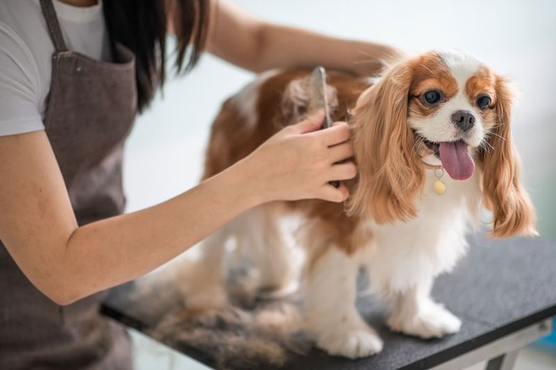 Grooming and Maintenance