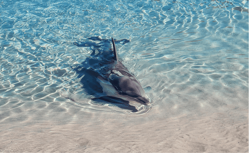 Thermoregulation Adaptations