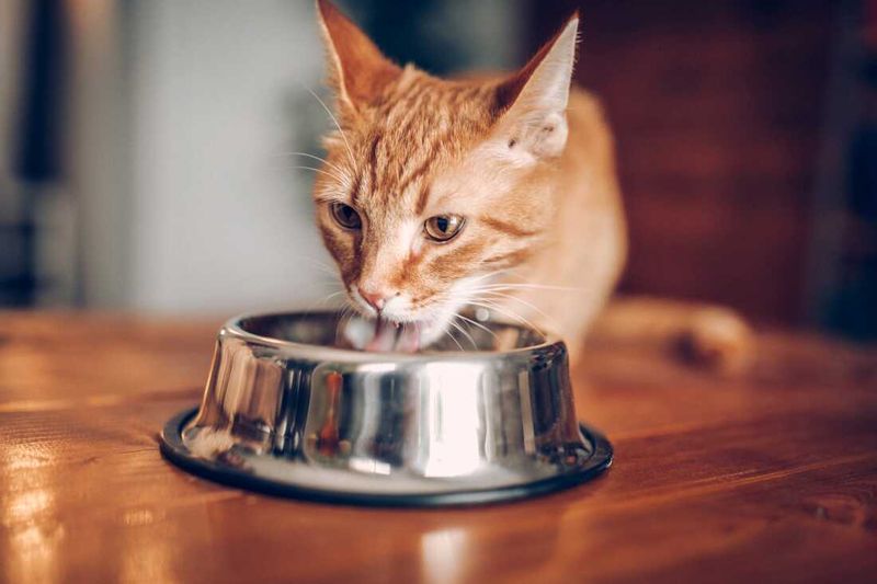 Nutritional Considerations