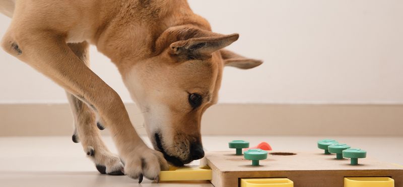 Training and Mental Stimulation