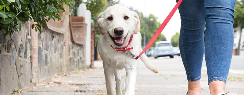 Practicing Leash Walking