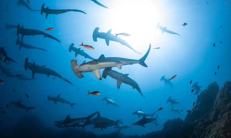 Socorro Island, Mexico