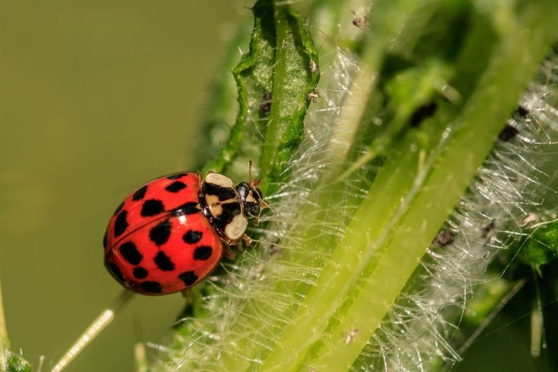 Pest Control by Ladybugs