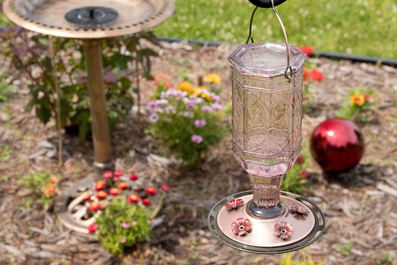 Solution 2: Create a Hummingbird-Friendly Habitat