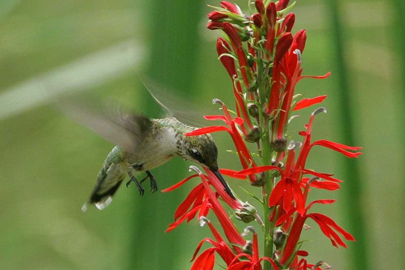 Solution 4: Plant Native Flowers