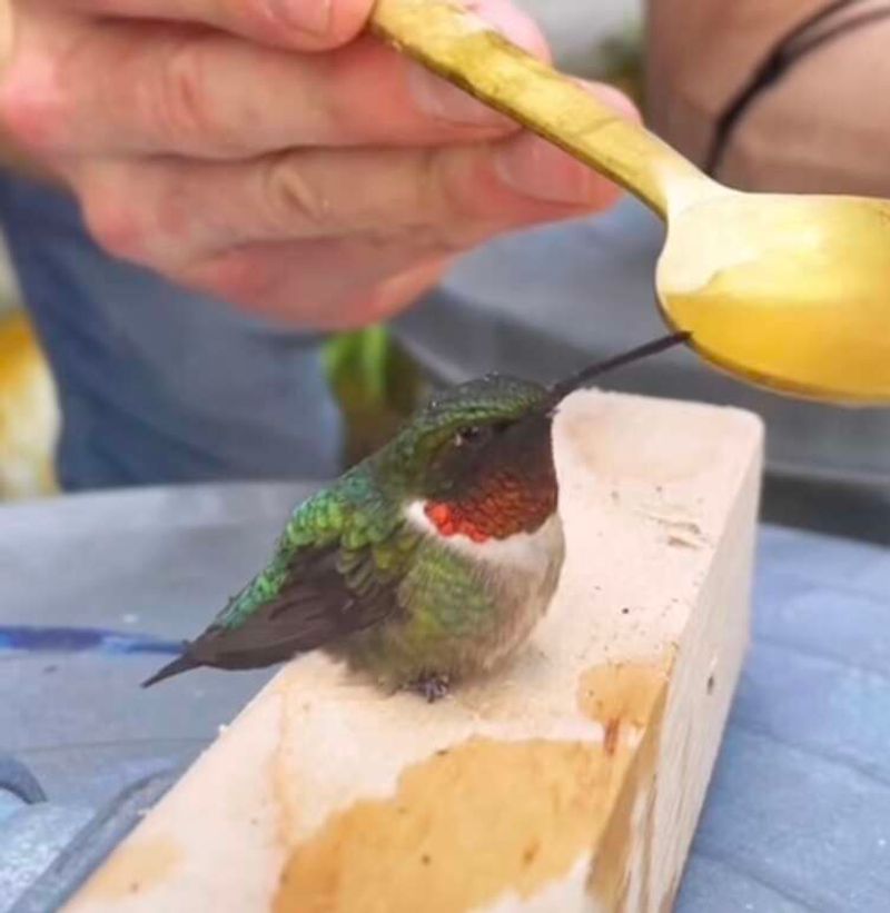 Solution 5: Educate Others on Hummingbird Care