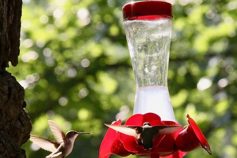 Solution 9: Offer Seasonal Nectar