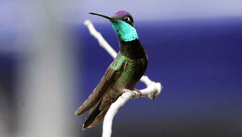 Solution 10: Participate in Hummingbird Conservation