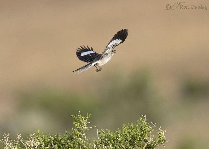 Territorial Displays