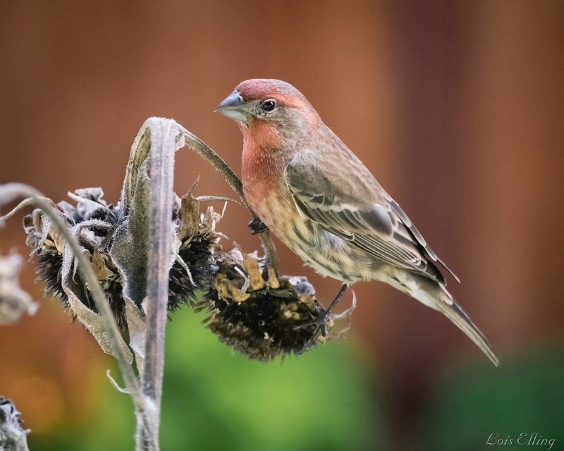 House Finch