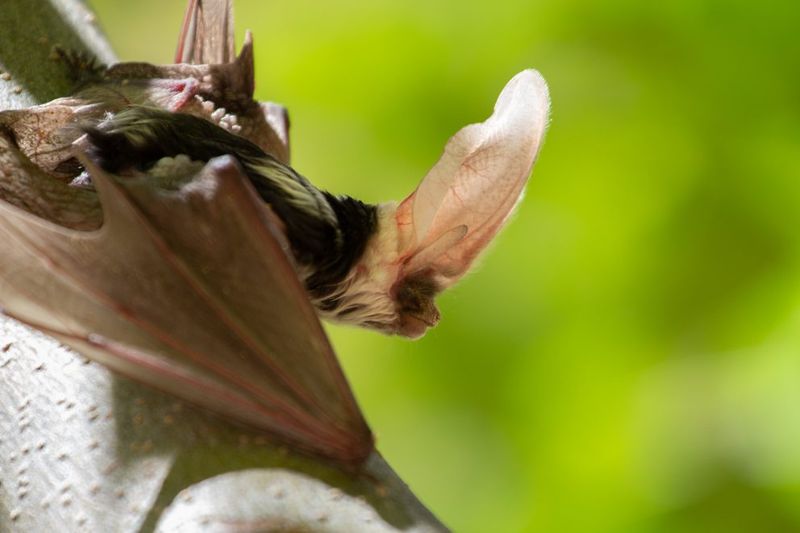 Spotted Bat