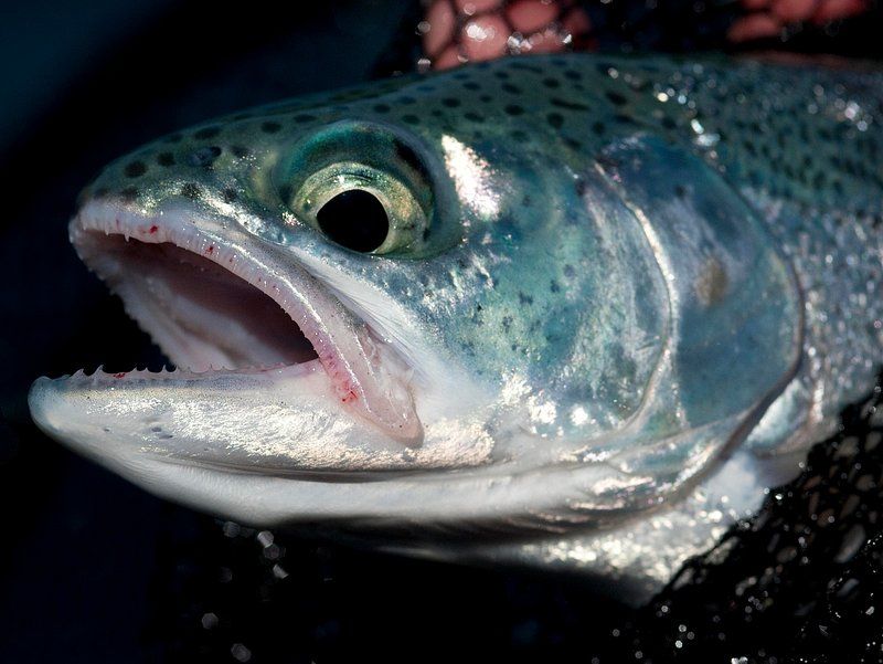 Rainbow Trout