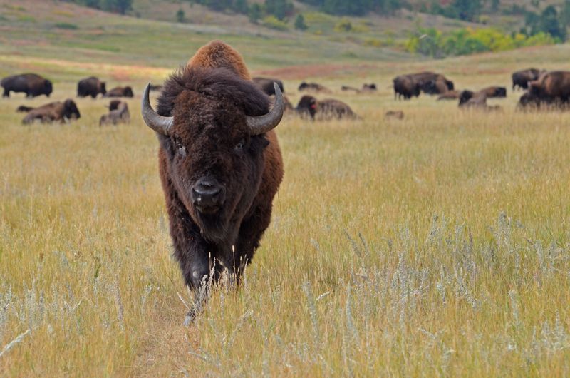 South Dakota - American Bison