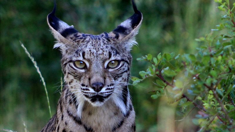 Iberian Lynx