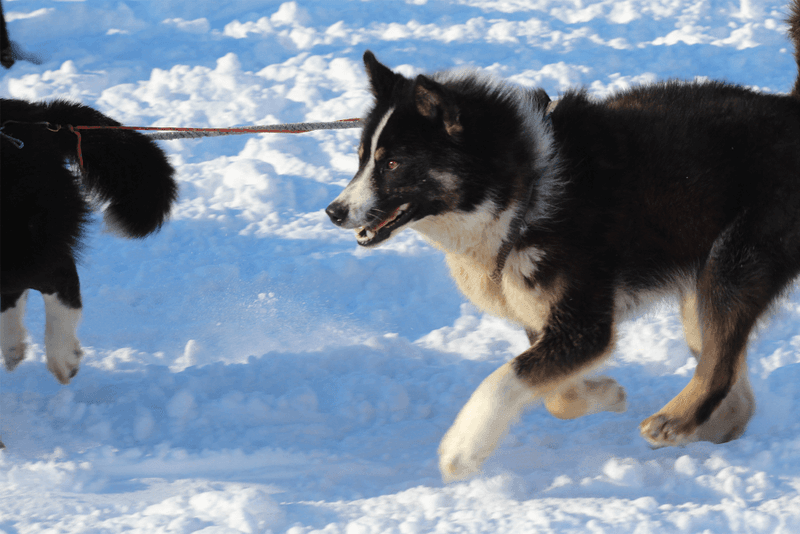 Chukotka Sled Dog