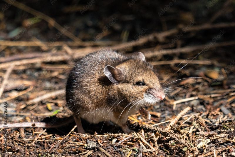 Pacific Jumping Mouse